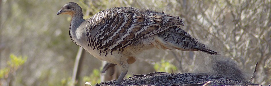 The Incubator Bird: Nest Engineers