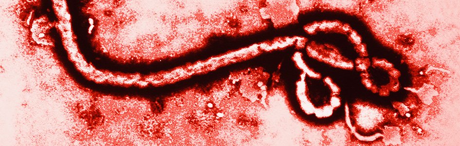 Is the Ebola Epidemic Evolution in Action?