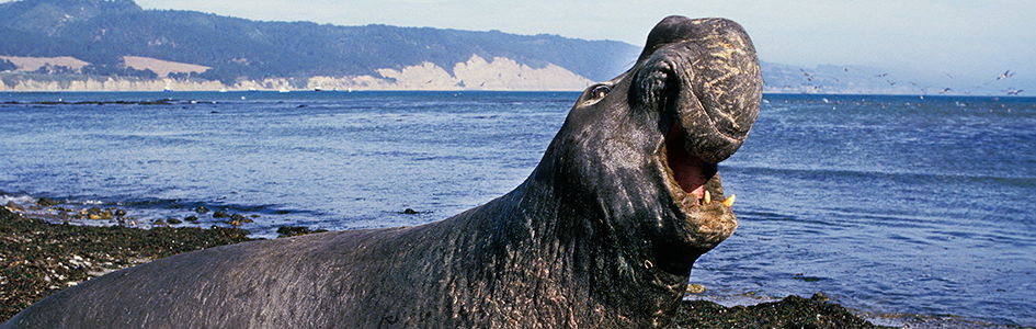 Elephant Seal | Kids Answers