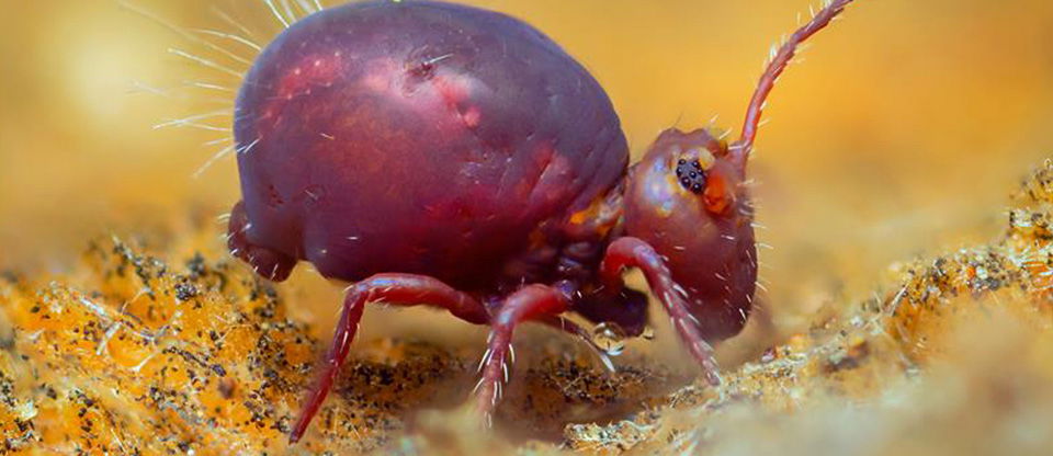 Globular springtail