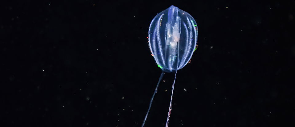 Comb Jelly