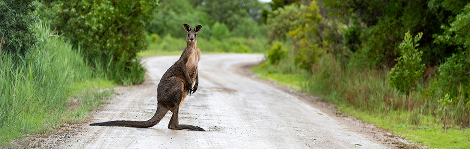 kangaroo