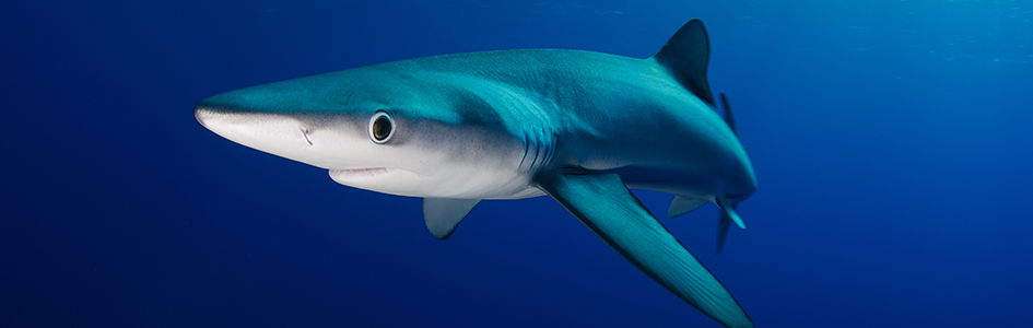 Blue Shark | Kids Answers
