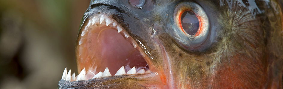 Red Bellied Piranha Teeth