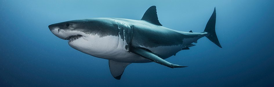 great white shark images for kids