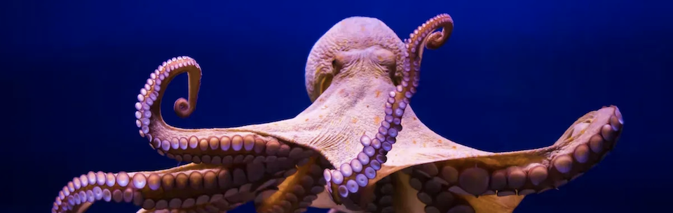 Octopus