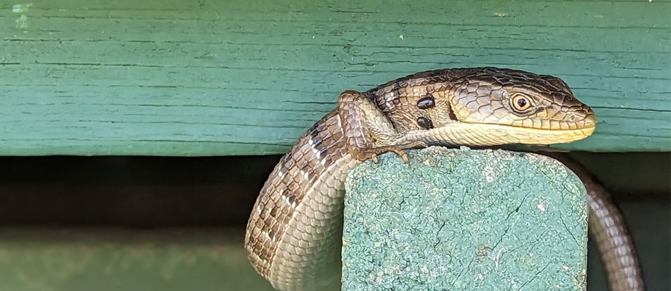 Southern alligator lizard