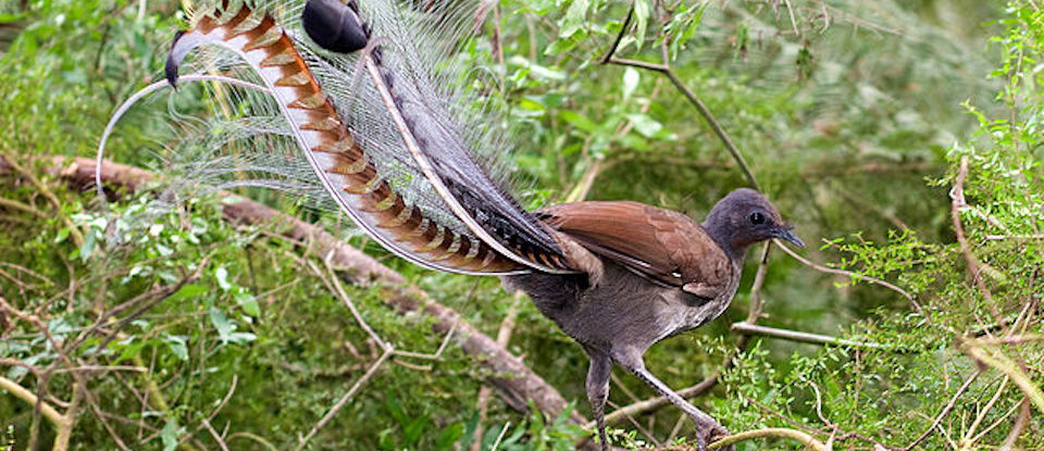 Lyrebird