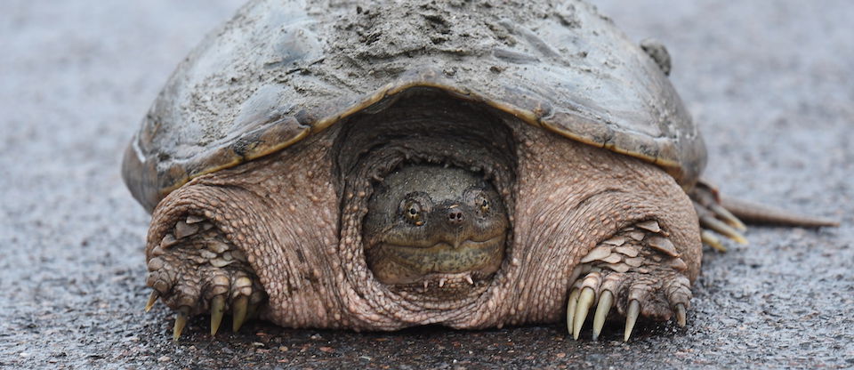 Common Snapping Turtle | Kids Answers