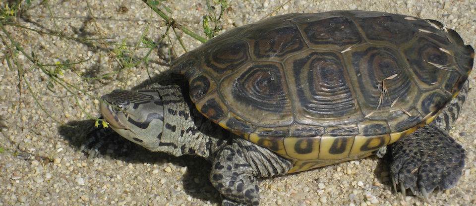 Diamondback Terrapin | Kids Answers