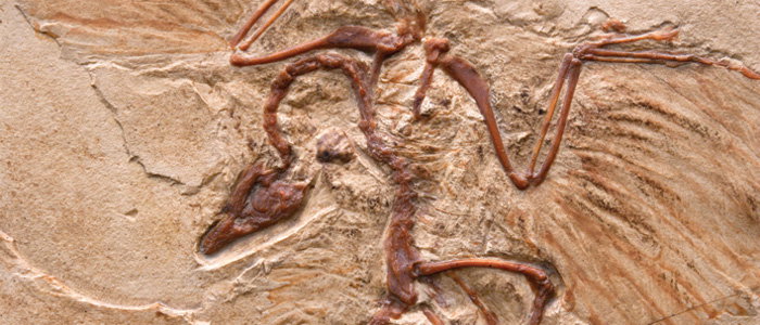 How Old Are Fossils?