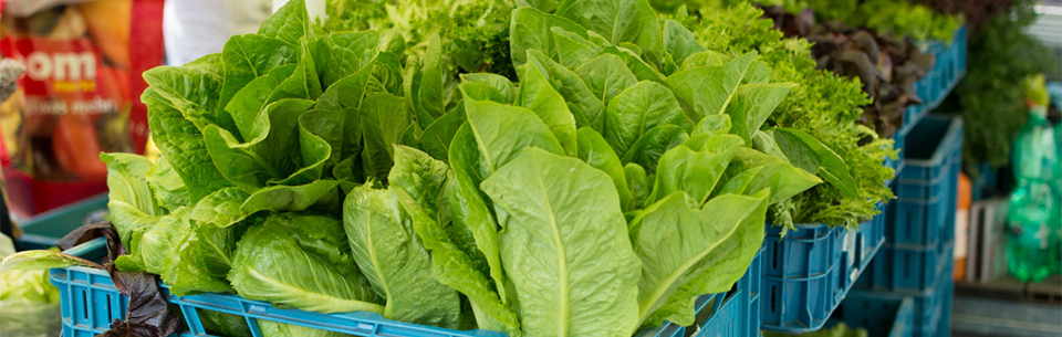 lettuce