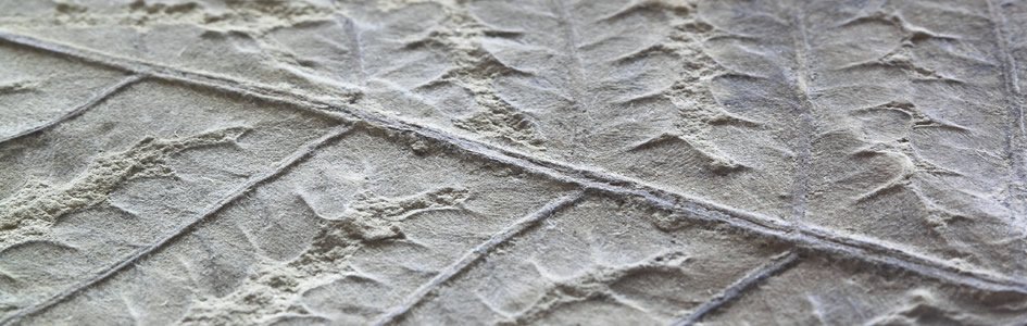 Living Fossils: Busycon Contrarium