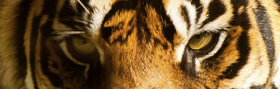 Can the Cheetah Out-Run Extinction?