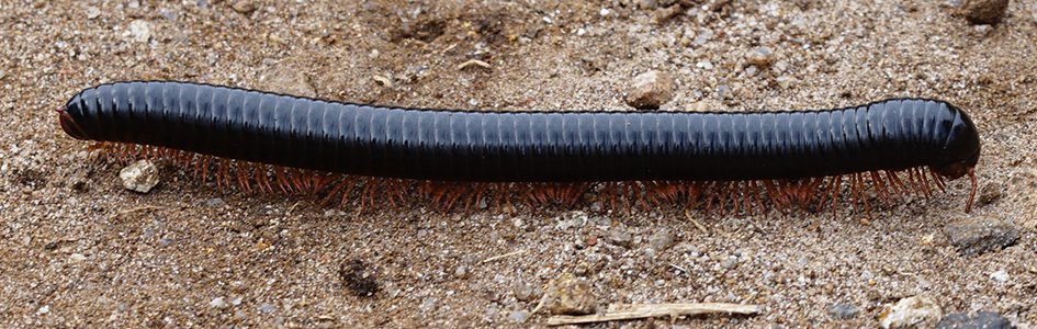 Fossil Millipede “As Big as a Car” Discovered