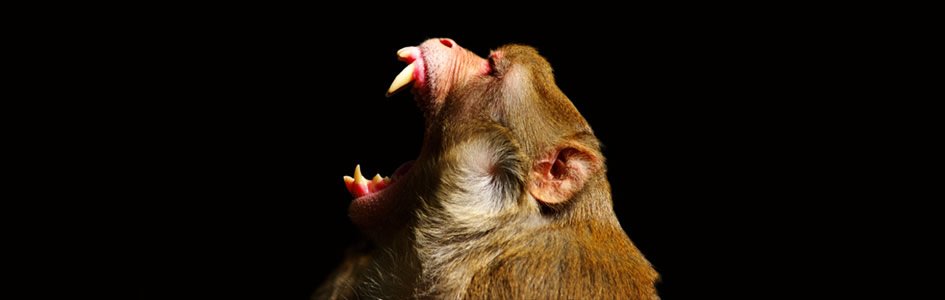 Monkey Teeth: Proof of God’s Post-Flood Provisions