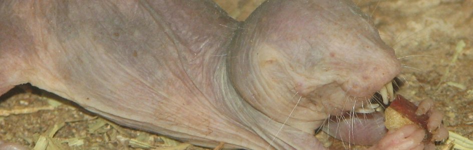 Naked Mole-Rats: Evolutionary Marvel or God’s Grand Design?