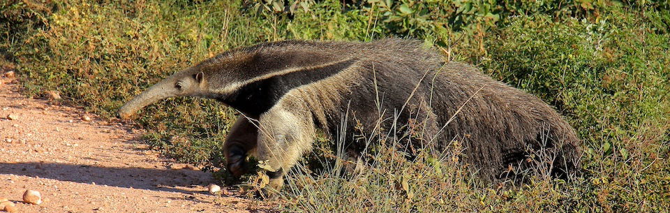 Anteater