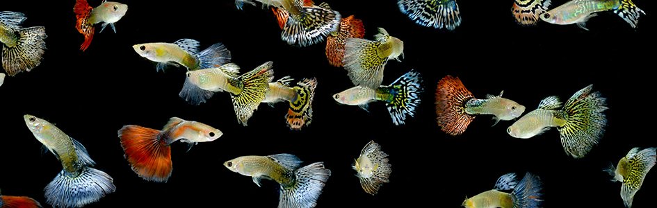 Natural Selection in Guppies