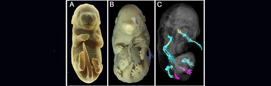 Why Did Scientists Create Severely Deformed Mouse Embryo with Six Legs?