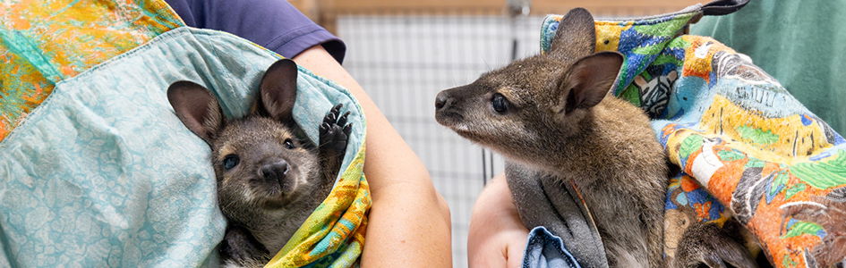 Baby Wallabies