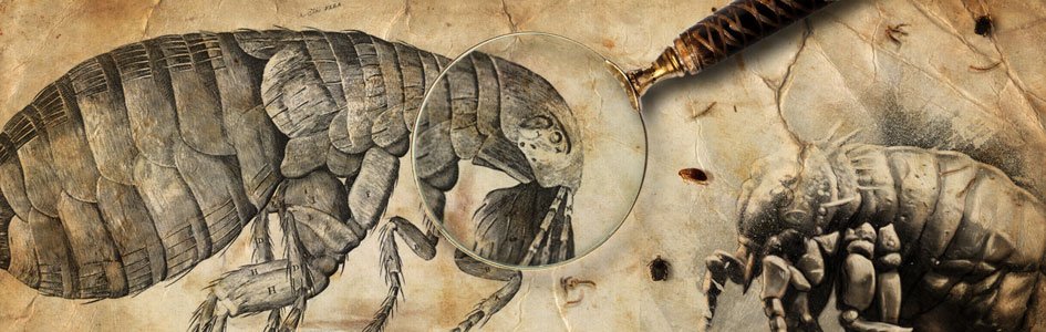 The Origin of Fleas and the Genesis of Plague