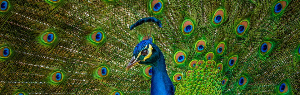 Peacock