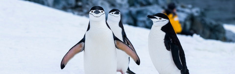Penguins
