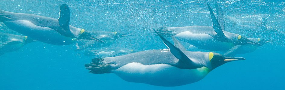 Emperor Penguins: Equipped for Life at the “Bottom” of the World