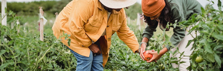 Anonymous local female farmers picking vegetables during harvesting season in garden