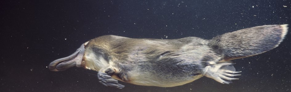 The Platypus Is an Evolutionary Puzzle—Have They Finally Solved It?