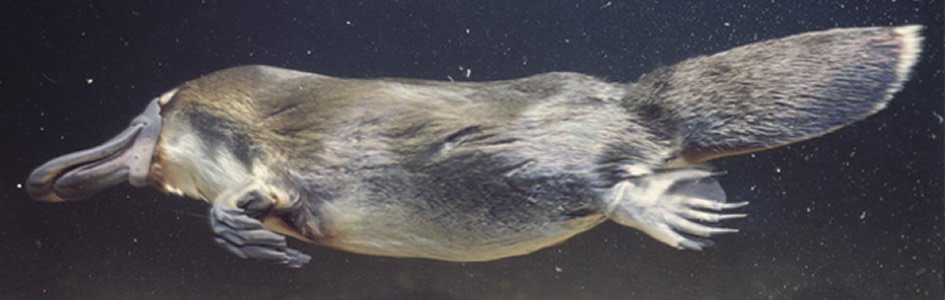 Platypus: The Mystery Mammal
