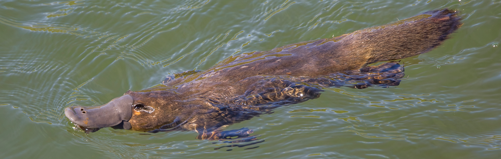 The Platypus Just Got Weirder