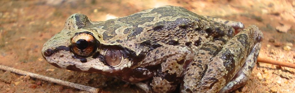“Polyamory” in Frogs—An Example for Humans to Follow?