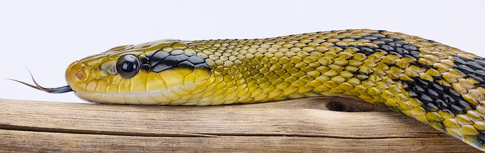 Taiwan beauty snake
