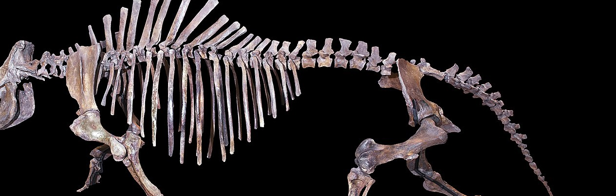 rhino fossil