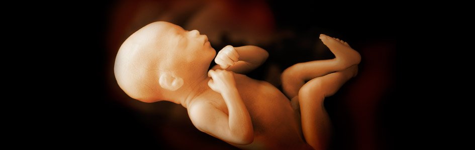 Explore the Development of an Unborn Baby This Sanctity of Life Sunday