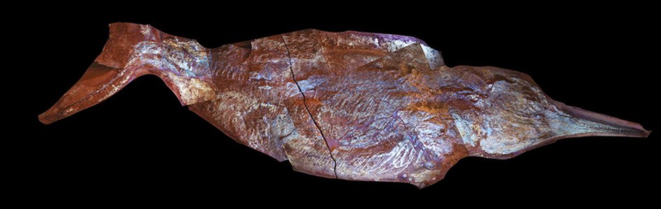 Scientists Discover Fish-Like Marine Reptile Buried in Its Own Blubber “150 Million” Years Ago