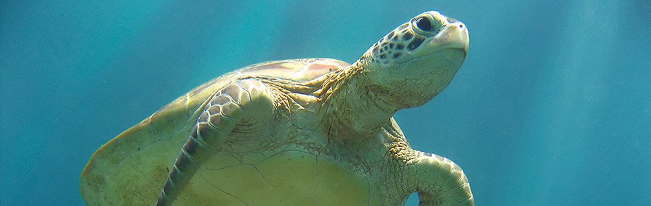 Sea Turtles—One of Today's “Living Fossils”