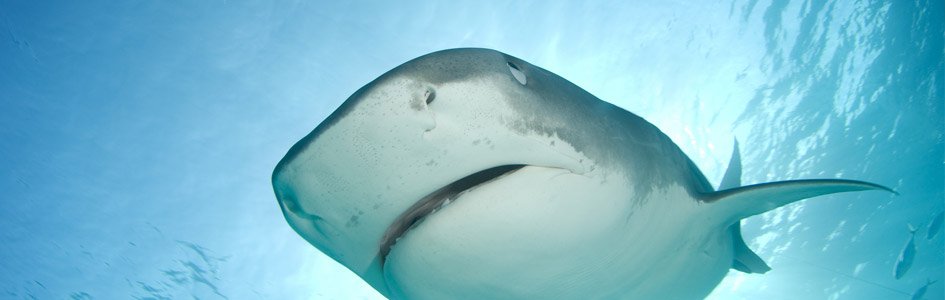 Glow-in-the-Dark Sharks Have Super-Sensitive Eyes