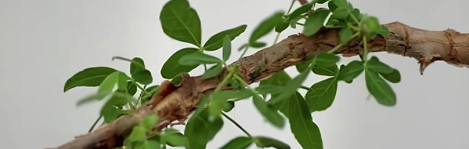 The plant at 12 years, with leaves showing fine hairs