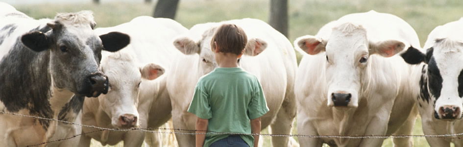 ¿Deberían los animales tener los mismos derechos  que los humanos?