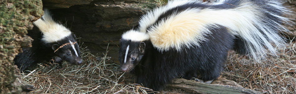 Skunks—A Design that Makes Scents