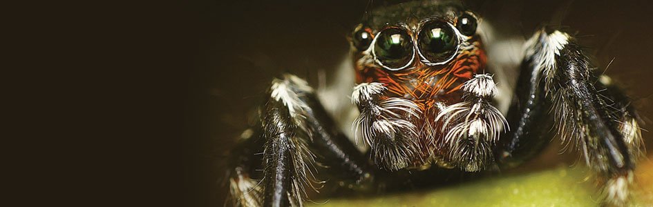 Did Spiders Evolve Knees Through Gene Duplication?
