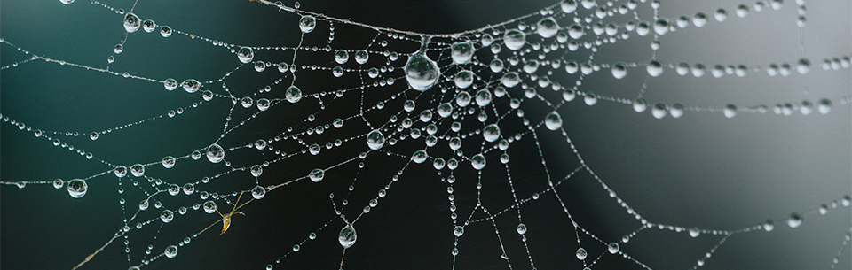 spiderweb