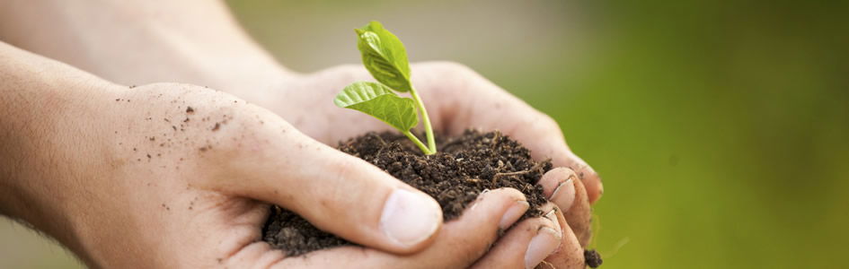 Hands Holding a Seedling