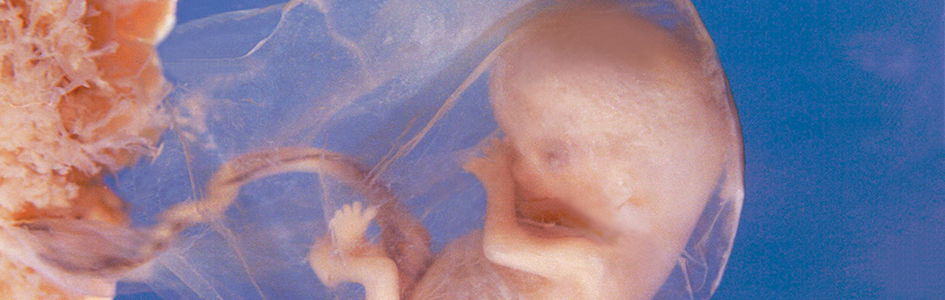 The Placenta Answers In Genesis