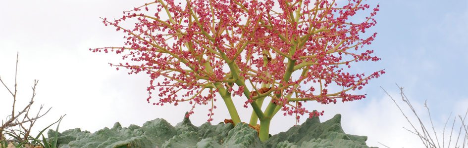 Desert Rhubarb—Three-Foot Oasis