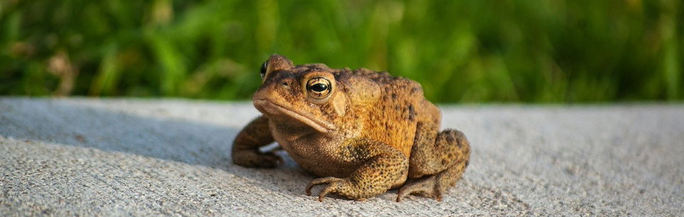 The “Toad Invasion”—A Reminder of Wise Biblical Stewardship