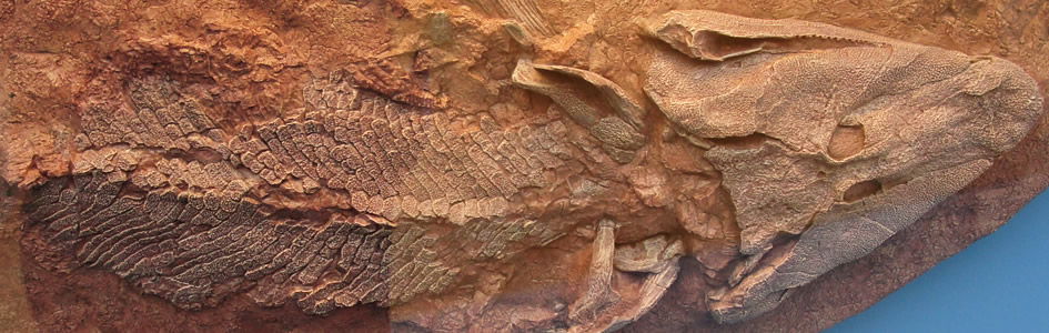 Sediba Fossils Fail to Connect the Evolutionary Dots